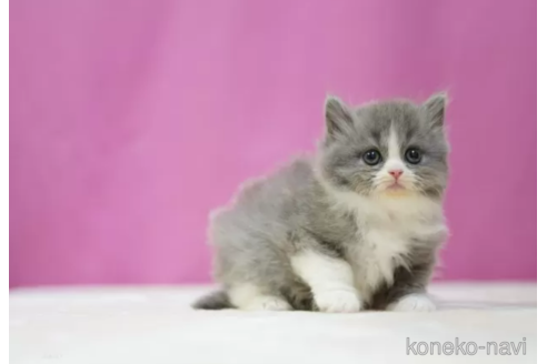 成約済の埼玉県のスコティッシュフォールド-114183の3枚目